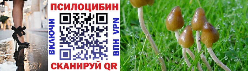 Купить закладки  Дорогобуж  Галлюциногенные грибы Psilocybine cubensis 